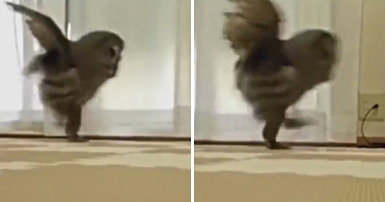 Jeste li ikada vidjeli sovu kako trči? Pogledajte ovaj video