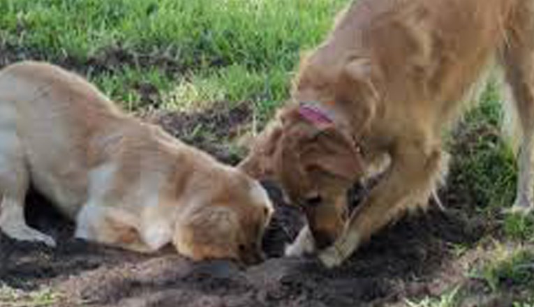 Saznajte pet razloga zbog kojih psi kopaju rupe u zemlji