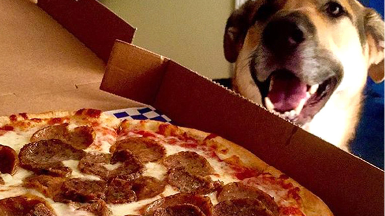 VIDEO Ovaj pas obožava hranu, ali mu je pizza ipak najdraža