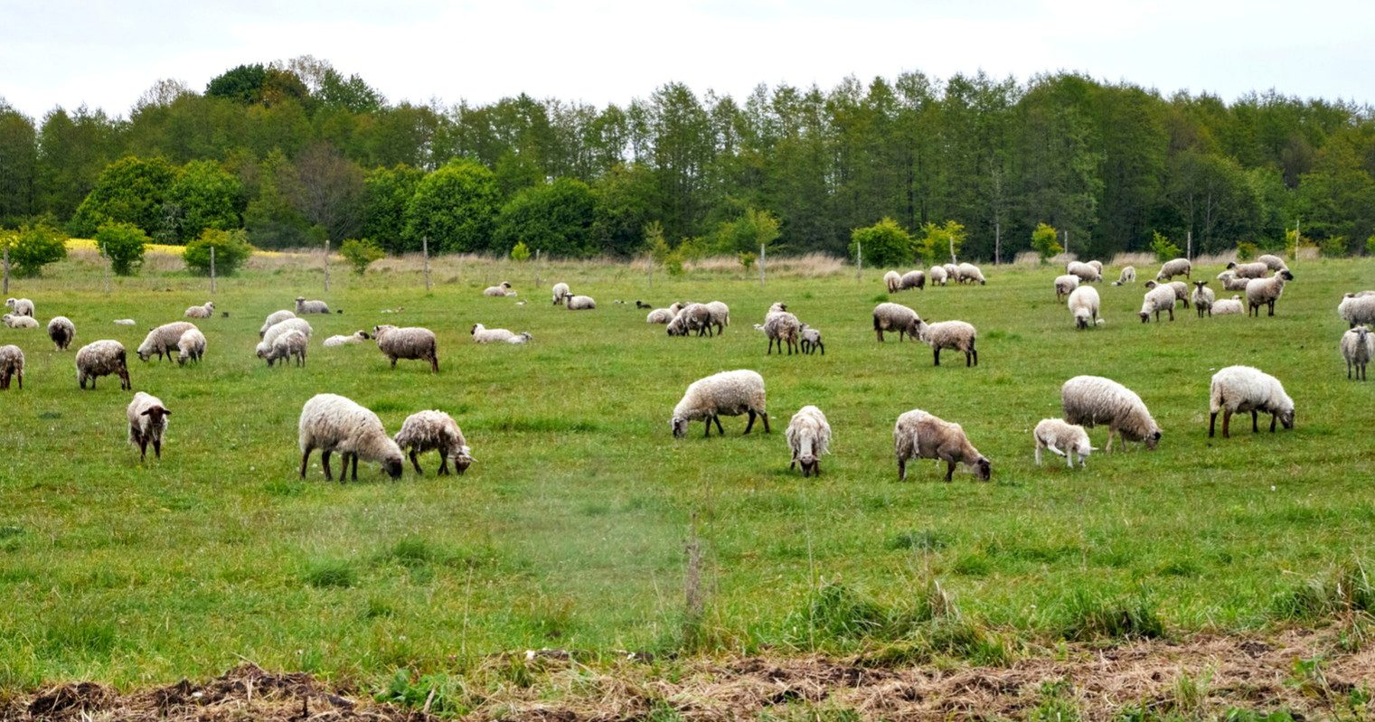 U Hrvatskoj potvrđen prvi slučaj kuge malih preživača