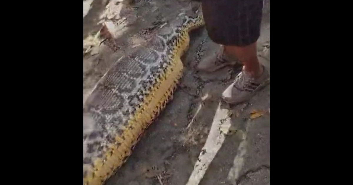 Muškarac u Indoneziji pronađen mrtav u pitonu od 8,5 metara