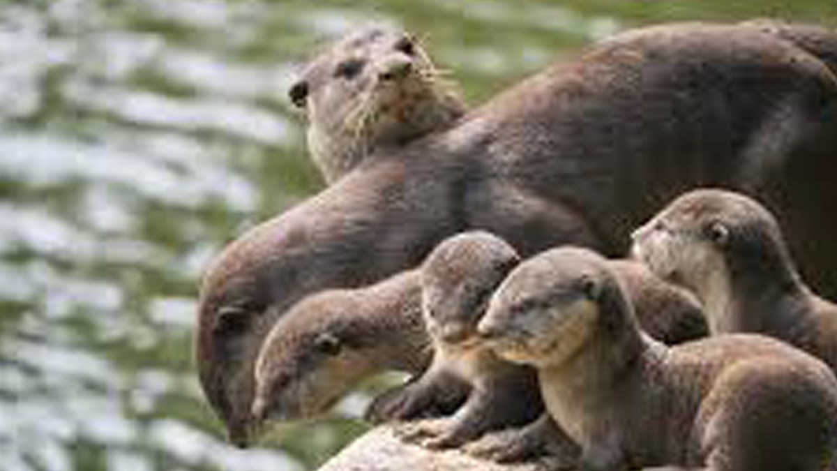 Vidre uspješno žive u metropoli od gotovo 6 milijuna ljudi, čak imaju i svoje prezime