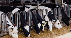 U Hrvatskoj pala proizvodnja goveda, koza, kravljeg mlijeka i jaja