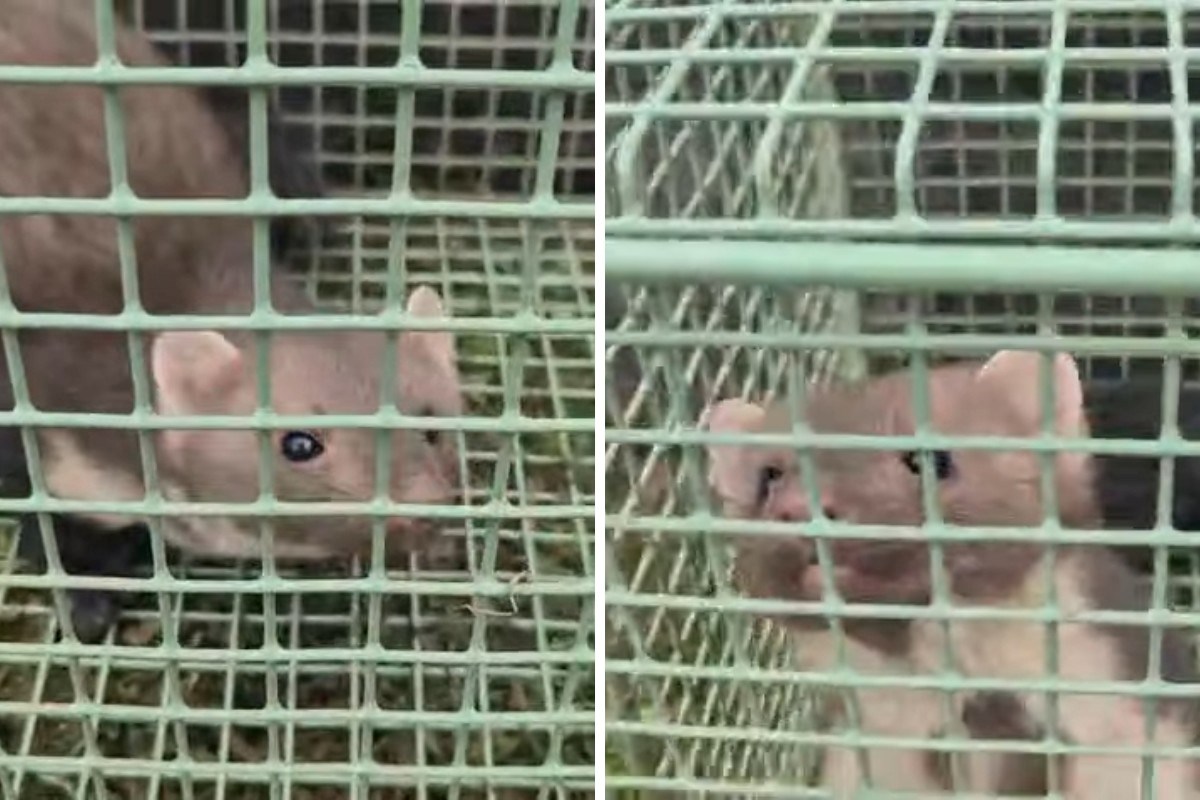 Kako se glasa ljuta kuna? Dumovec je imao bliski susret sa zalutalom zvijeri