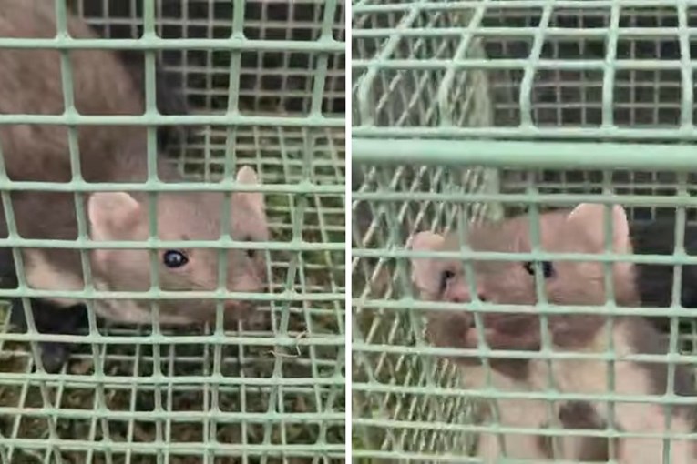 Kuna zalutala u dvorište u Sesvetama. Svoje zube pokazala je djelatnicima Dumovca