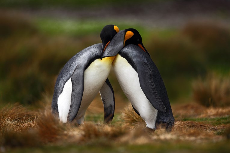 Homoseksualni pingvinski par sprema se za očinstvo
