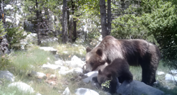 U Nacionalom parku Paklenica snimili medvjedicu s mladuncima kako traži poslastice