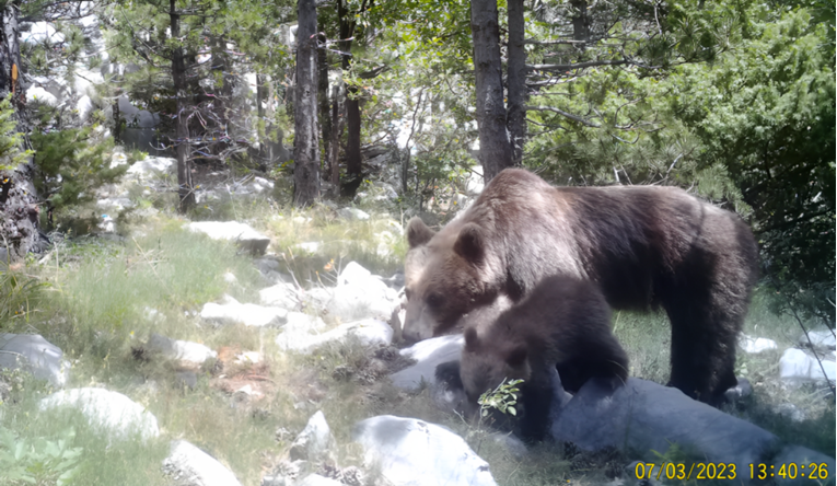 Predivan prizor u Paklenici: Medvjeđa obitelj se bacila u potragu za poslasticama