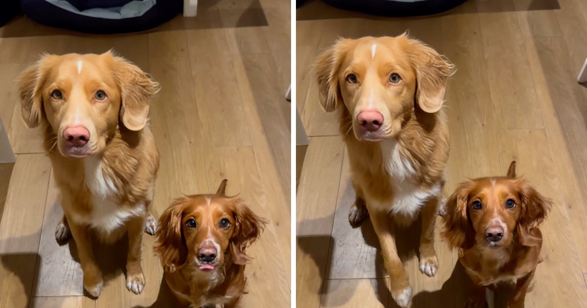 Odrasli pas na presladak način podsjetio štene da mora podići šapu za poslasticu