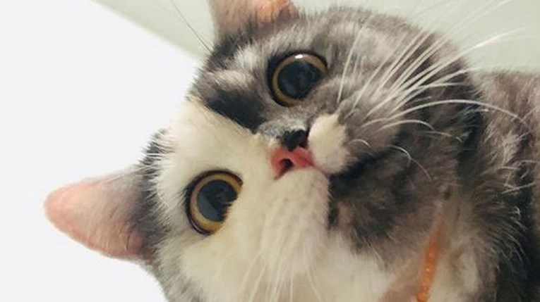 Ova je mačka zbog svog izgleda hit na internetu, nećete vjerovati kako se zove