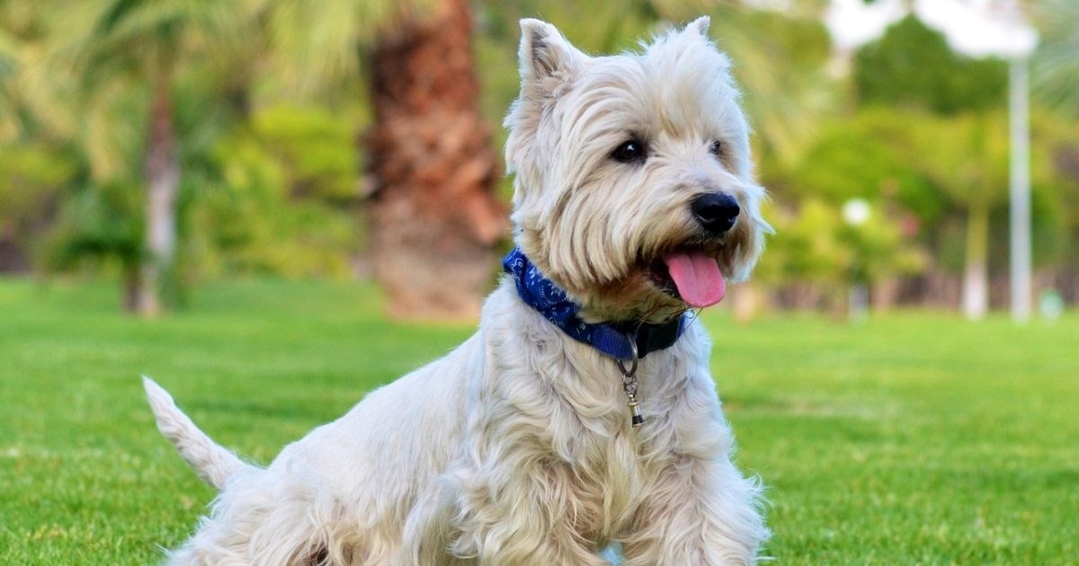 Deset pasmina pasa idealnih za život u gradu