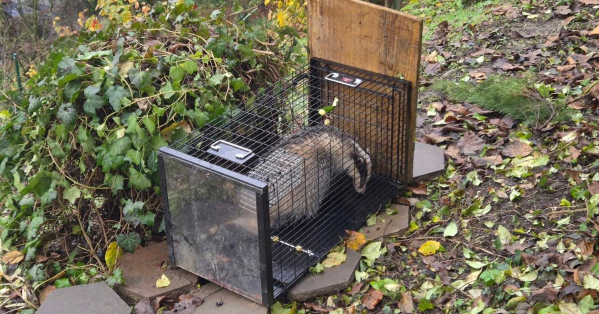 Neočekivani posjetitelj zalutao u zagrebačko susjedstvo, preuzeo ga je Dumovec