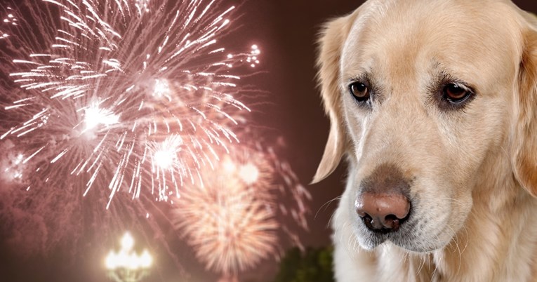 Ako se vaš pas boji vatrometa, ovi savjeti mogli bi vam pomoći da ga smirite