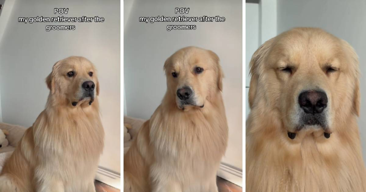 Zlatni retriver Duke bio na uljepšavanju, njegova ponosna njuška je postala hit