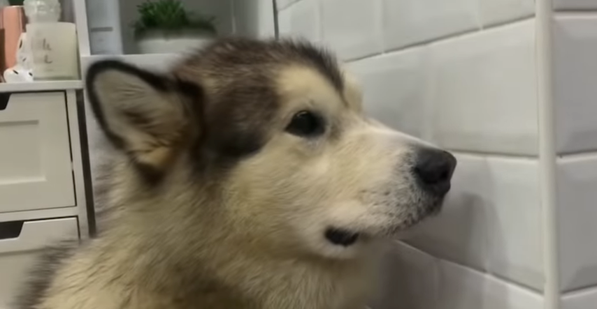 Svaki  put kada mora na kupanje ovaj pas učini nešto urnebesno