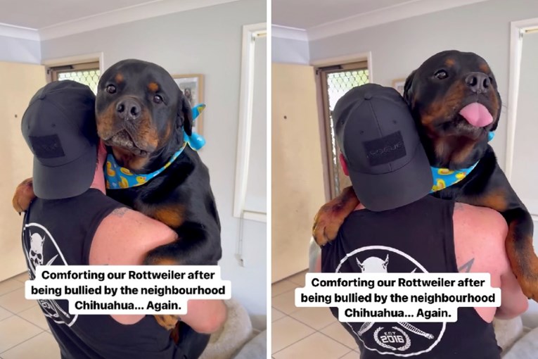 Rotvajler tražio utjehu nakon što ga je "maltretirala" čivava, video je hit