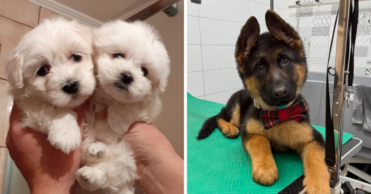 Ublažite početak tjedna ogromnom galerijom preslatkih štenaca čitatelja Indexa