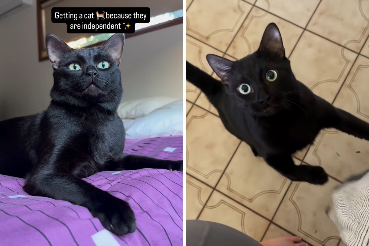 Žena je mislila da će njezina mačka biti neovisna, no brzo je shvatila da je u krivu