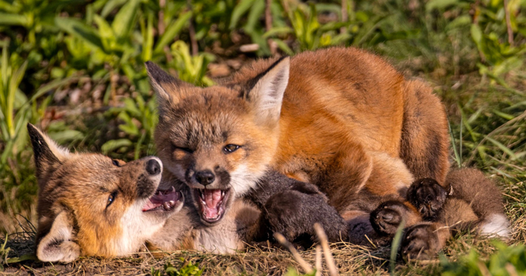 Fotografije mladih lisica kako se igraju su nešto najslađe što ćete danas vidjeti