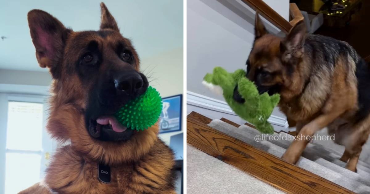 Htjeli su opasnog čuvara, dobili nešto sasvim drugo: Snimka njemačkog ovčara je hit