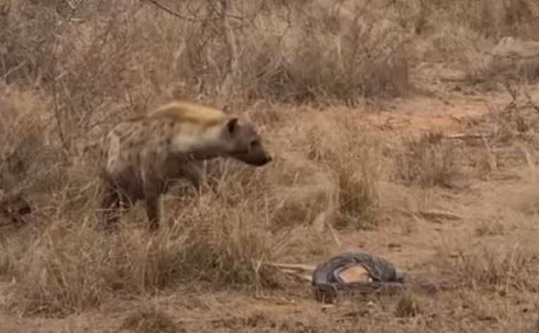 Piton se namučio da uhvati impalu, ali onda se dogodilo nešto što nije očekivao