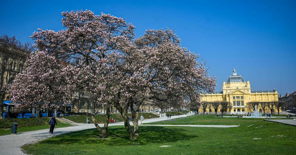 FOTO Procvjetala magnolija na zagrebačkom Tomislavcu