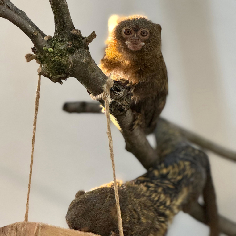 U zagrebački ZOO stigli najmanji primati na svijetu: Upoznajte Ricarda i Clemensa