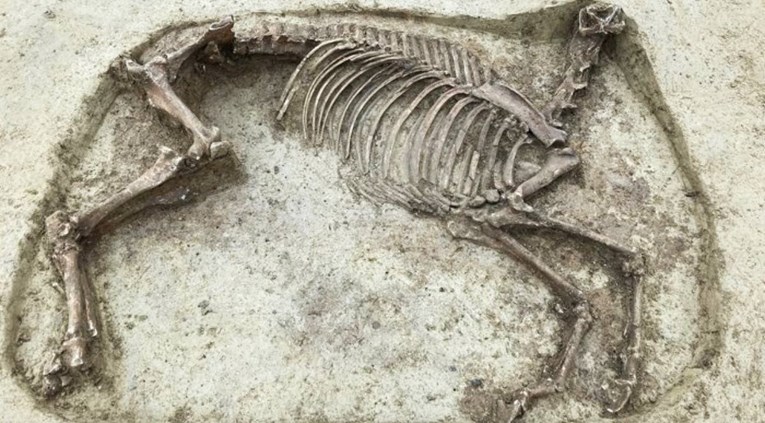 Na drevnom njemačkom groblju iskopan misteriozni kostur konja bez glave