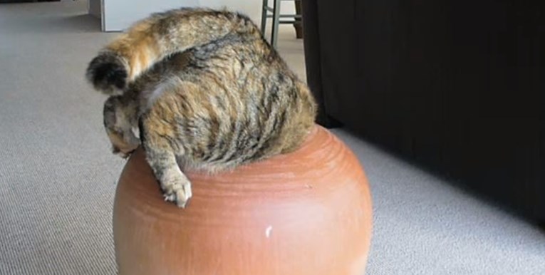 VIDEO Debela maca pokušala je ući u ćup. Pogledajte kako je to završilo