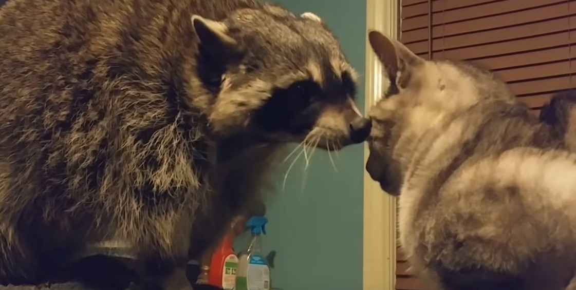 Rakun uzaludno pokušavao izazvati mačku na igru, pogledajte kako je reagirala