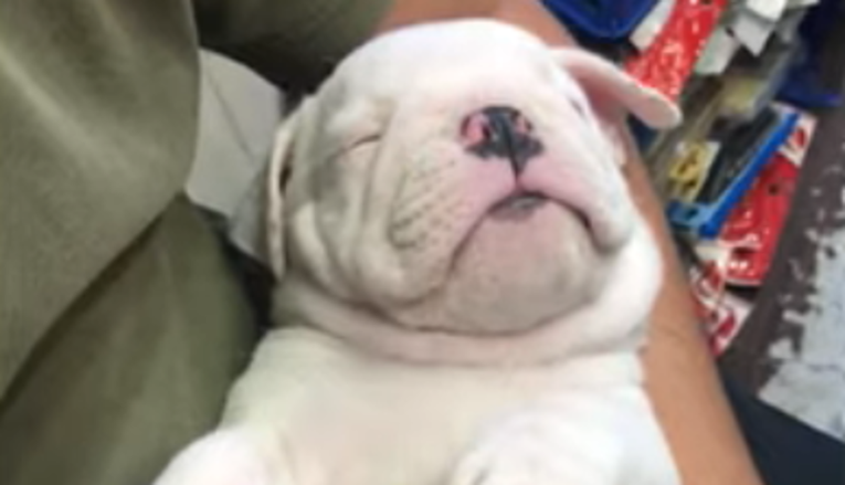 Video koji popravlja dan: Umorno štene zadrijemalo u naručju vlasnika