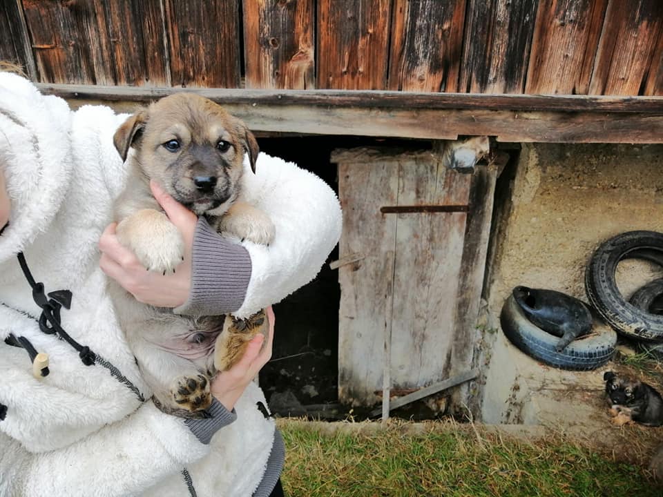 Štenci iz Jastrebarskog spavaju na hladnom i strpljivo čekaju topli dom