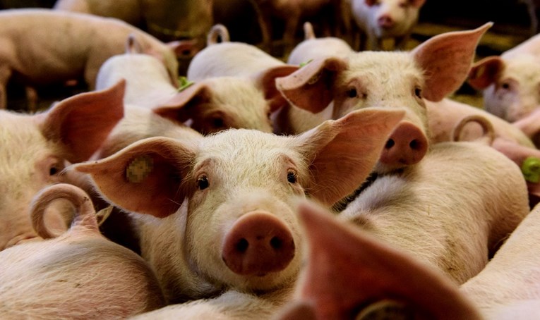 Otkriveni prvi slučajevi afričke svinjske kuge na njemačkim farmama