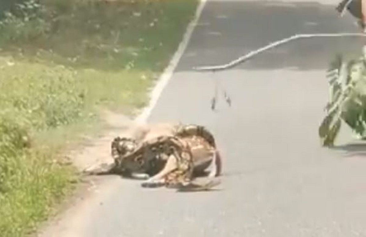 VIDEO Piton davio srnu na cesti, ona dobila neočekivanu pomoć i uspjela pobjeći