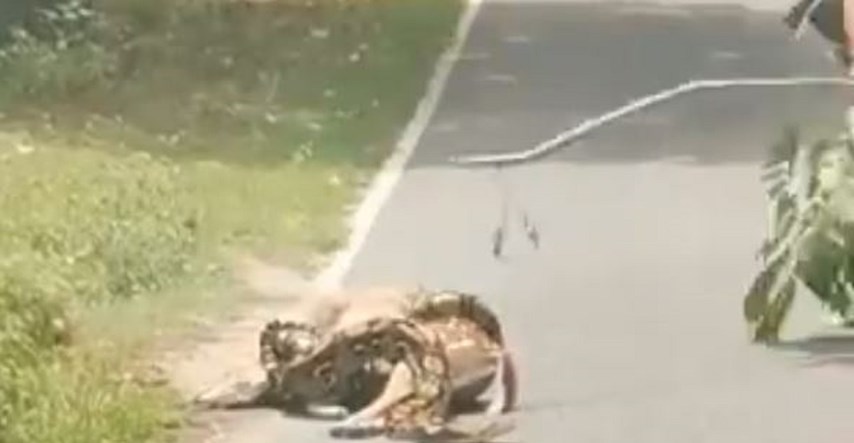 VIDEO Piton davio srnu na cesti, ona dobila neočekivanu pomoć i uspjela pobjeći