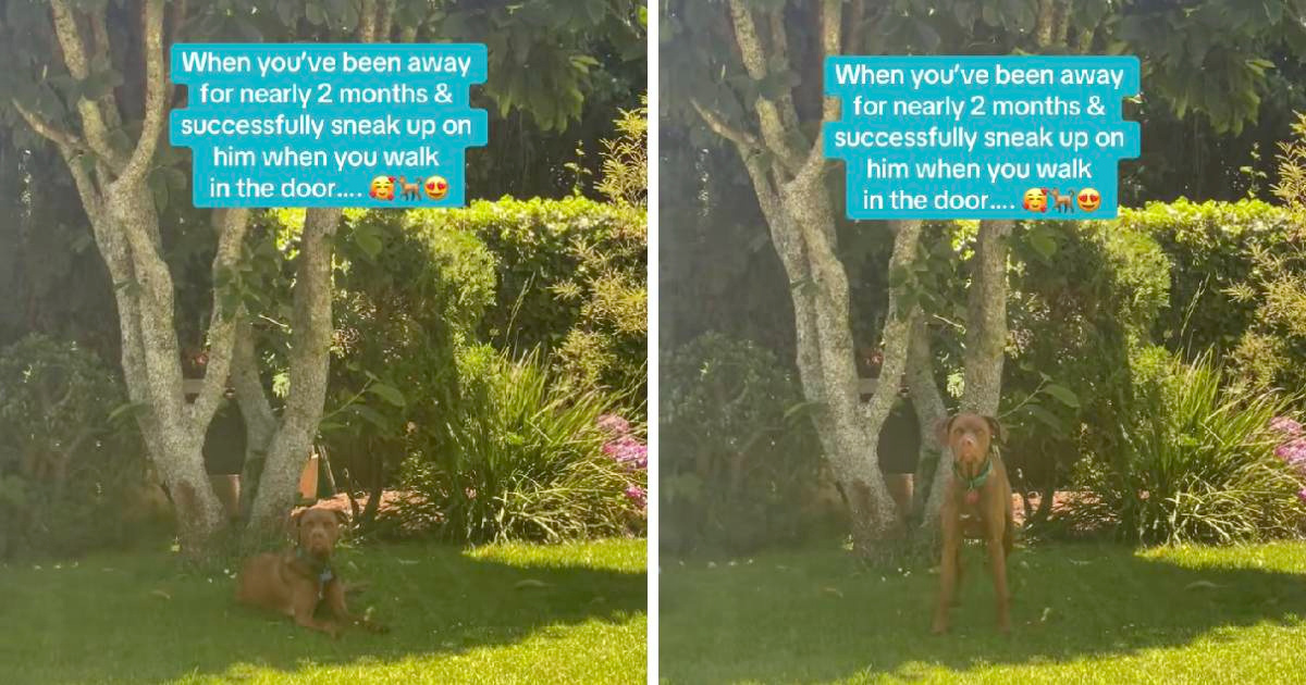 Pogledajte reakciju psa koji je nakon gotovo dva mjeseca ugledao svoju vlasnicu