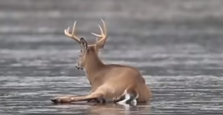 Ljudi spasili jelena koji se satima smrzavao na zaleđenom jezeru
