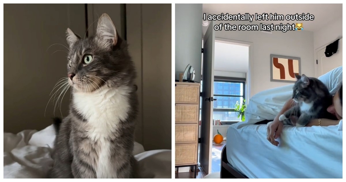 18 mil. pregleda: Vlasnica zaboravila pustiti mačka u sobu, evo kako joj je uzvratio