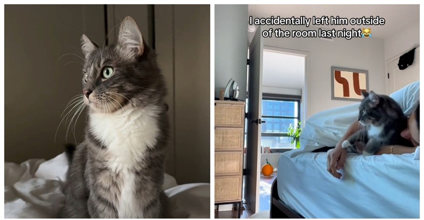 18 mil. pregleda: Vlasnica zaboravila pustiti mačka u sobu, evo kako joj je uzvratio