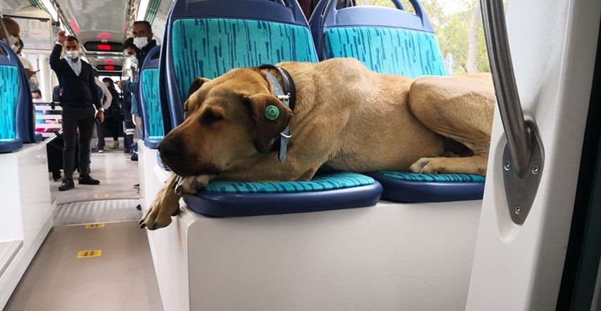 Uličnog psa koji se vozi gradskim prijevozom putnici obožavaju