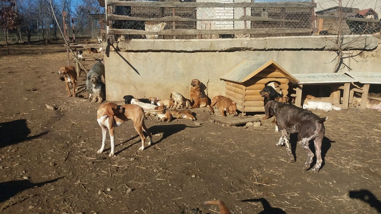 KRAGUJEVAC Čovjek koji se brine o 450 odbačenih pasa naš je heroj