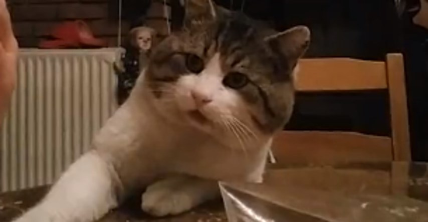 VIDEO Ova maca moli za hranu na najsmješniji način