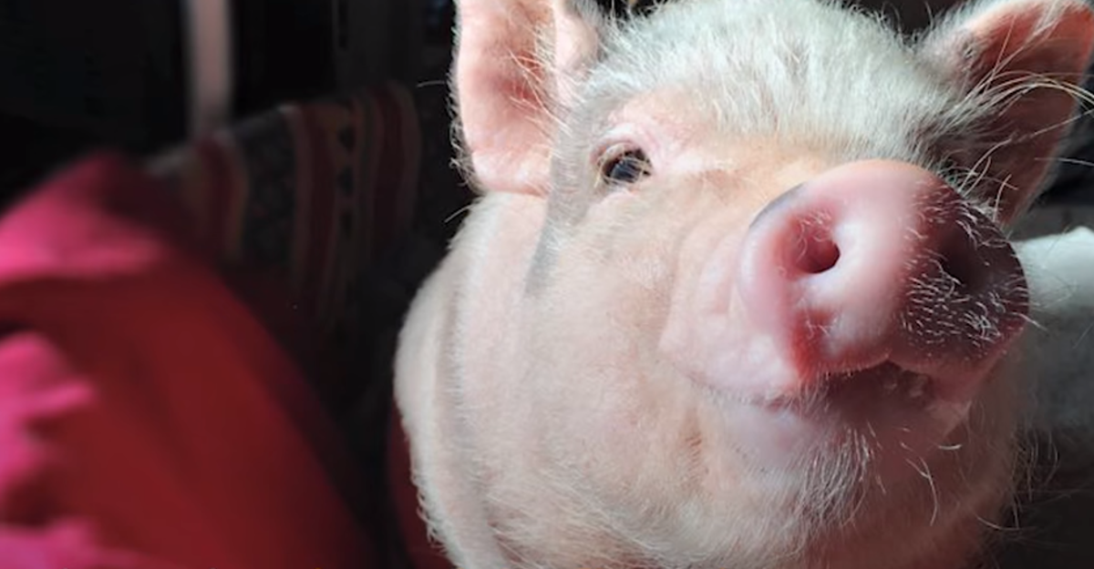 Spasila je preslatko prase, a onda se dogodilo nešto što nije očekivala