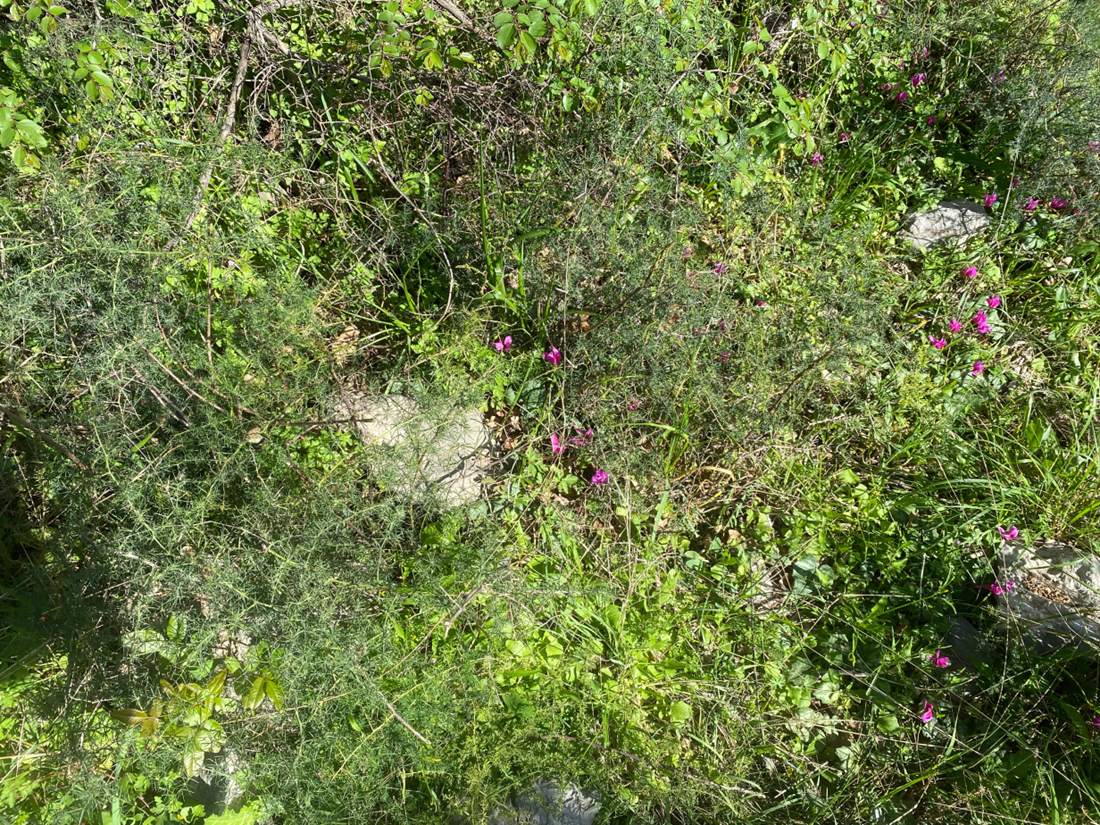 VIDEO Mislite da je lako pronaći i ubrati šparogu? Pogledajte kako to izgleda