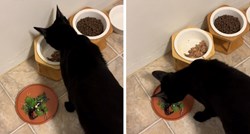 Video mačka koji ne jede mokru hranu bez salate je hit, pogledali su ga milijuni