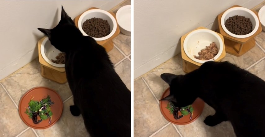 Video mačka koji ne jede mokru hranu bez salate je hit, pogledali su ga milijuni