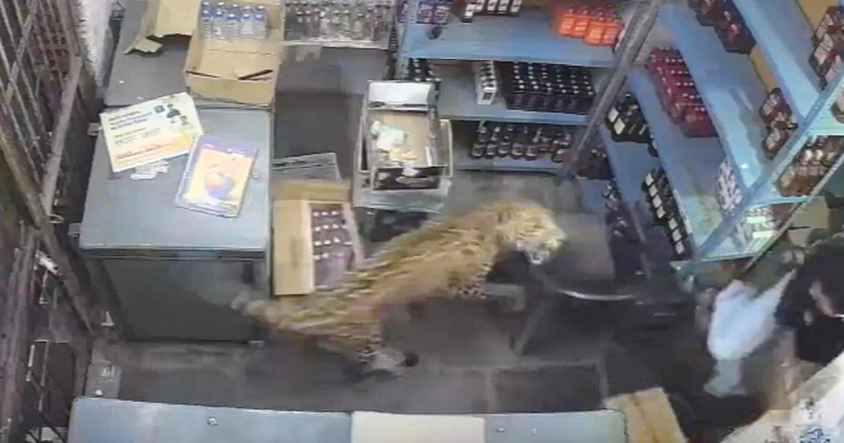 VIDEO Leopard upao u trgovinu pića u Indiji i napao prodavača