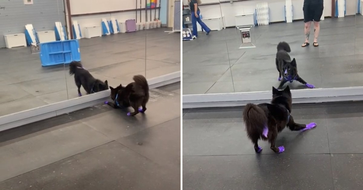 Odvela je psa u dvoranu s ogledalima. Njegova reakcija je sve