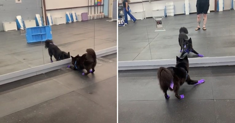 Odvela je psa u dvoranu s ogledalima. Njegova reakcija je sve