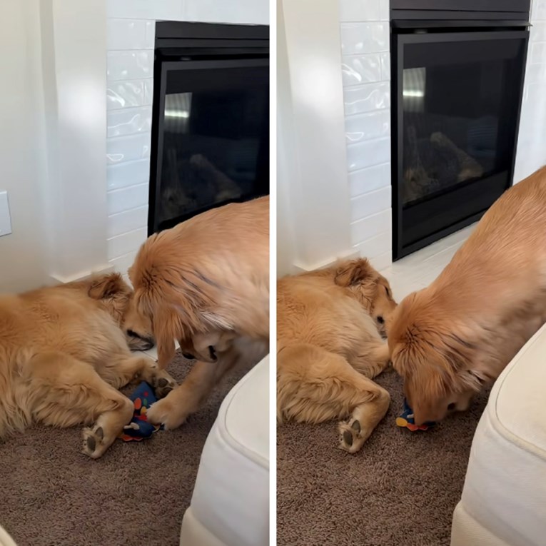 VIDEO Zlatni retriver pažljivo pokušao ukrasti igračku dok je drugi pas spavao